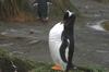 CPD Macquarie Island
