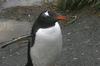 CPD Macquarie Island
