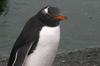 CPD Macquarie Island
