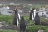 CPD Macquarie Island
