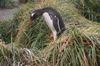 CPD Macquarie Island
